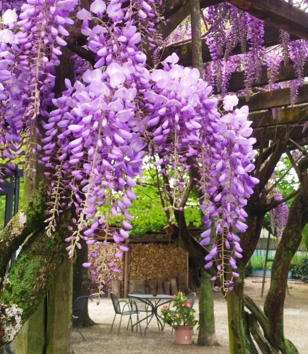 Il Germano Reale Bed and Breakfast Άλμπα Εξωτερικό φωτογραφία